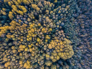 autumn forest view from drone camera