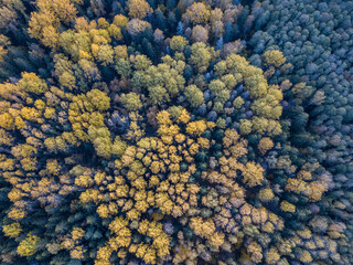 Fototapeta premium autumn forest view from drone camera
