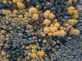 autumn forest view from drone camera