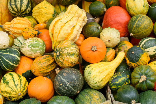 Halloween pumpkins and squashes in different varieties. Halloween decorations. Thanksgiving Day concept. Autumn harvest background