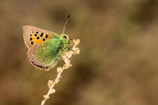 Day butterfly perched on flower, Tomares ballus