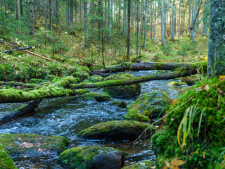 wild forest river stream in autumn woodland covered with old tree trunks