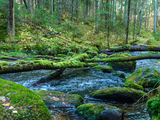 wild forest river stream in autumn woodland covered with old tree trunks