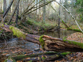 Naklejka premium wild forest river stream in autumn woodland covered with old tree trunks