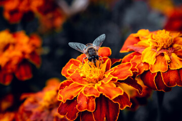 Awesome  photography with flower in my garden in autumn view