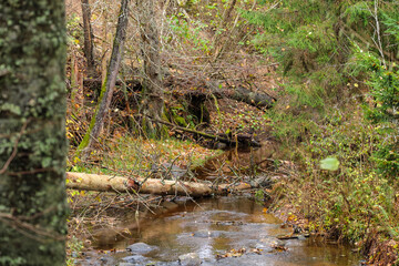 wild forest river stream in autumn woodland covered with old tree trunks