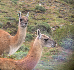 guanaco