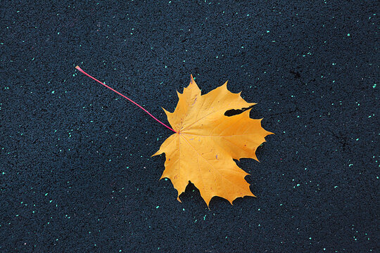 maple leaf on asphalt