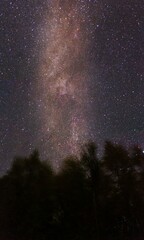 the milky way on a forest of fairbanks in alaska
