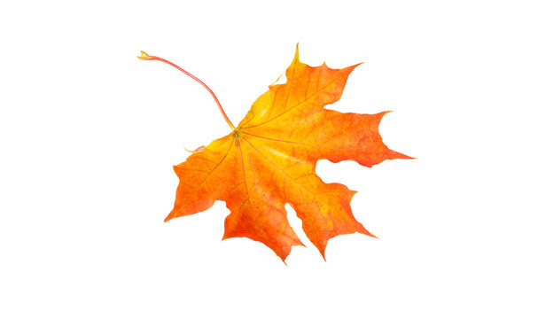 autumn orange maple leaf isolated on white background