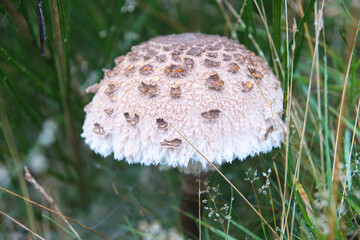Mushroom Toadstool