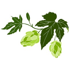 Vector illustration of a sprig of hops