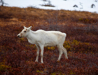 Woodland caribou on the bog