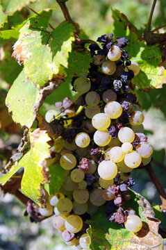 c&eacute;pages et t maladie de la vigne