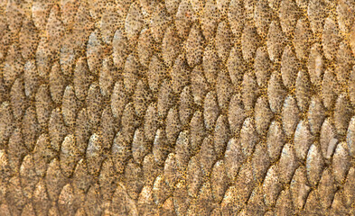 Fish scales background, texture of fish close up. Reptile skin.