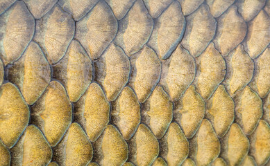 Fish scales background, texture of fish close up. Reptile skin. © Vera