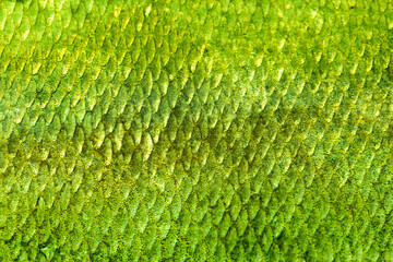Fish scales background, texture of fish close up. Reptile skin.