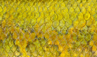 Fish scales background, texture of fish close up. Reptile skin. © Vera
