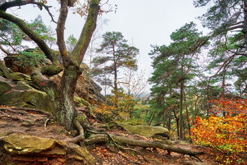 Fototapeta premium trunk and roots of an oak tree on a rocky hill in the sandstone formation 