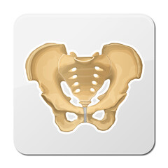 Pelvis, Human skeleton, Pelvic Bone anatomy, hip, 3D artwork