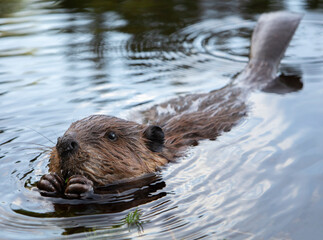 Baby beaver chewing on a stick - obrazy, fototapety, plakaty