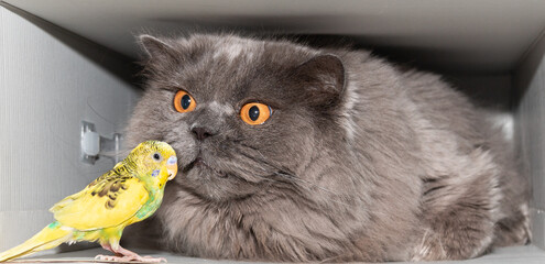 British cat sniffing a parrot. Funny animals. Friendship of animals. Close-up.