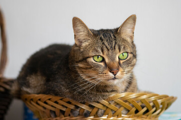 Lazy marbe domestic cat in the basket, cute lime eyes on tabby face