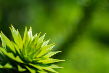 beautiful Chilean araucaria in the botanical garden of Batumi