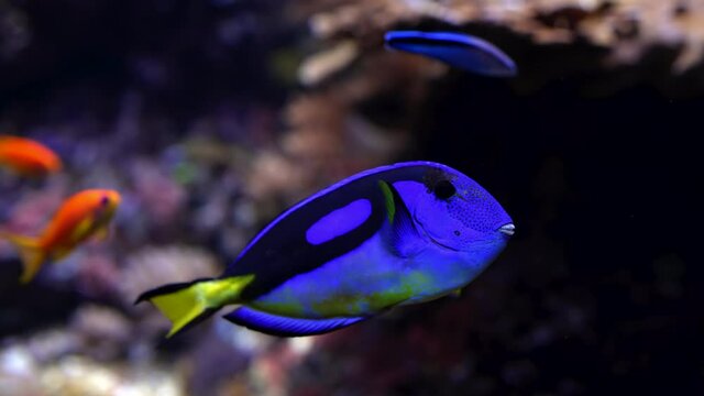 Amazing blue Tang fish or palette surgeonfish swimming underwater on coral reefs background. Tropical sea bottom. Colorful nature calming background.
