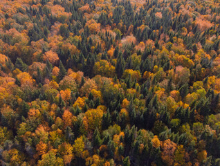 Autumn colored forest canopy from above