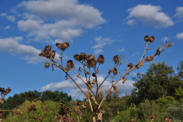 Burdock bush against a blue sky with white clouds. Autumn sketches.