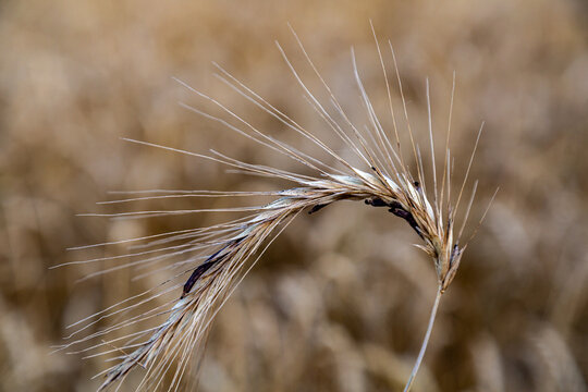 Rye With Ergot Fungus In The Field