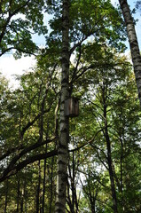 Panorama of the forest. Birdhouse on a high birch. Wooden birdhouse on a tree in the park.