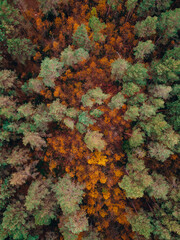 Fototapeta na wymiar Aerial shot of fall forest. Autumn forest with yellow trees. Colourful autmn forest from above.