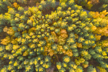 Aerial view of the trees in the forest. Top view. Beautiful natural background. Autumn forest. Season concept