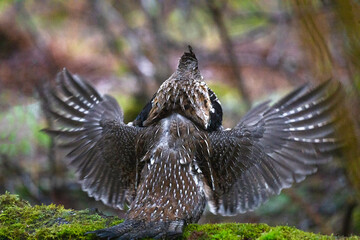 Male ruffed grouse mating display