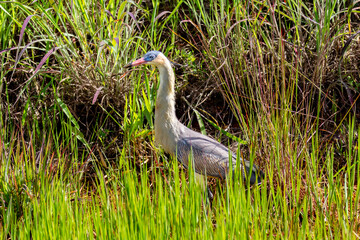 Wild Blue Heron perched on tall swamp grass in close-up and selective focus. In profile