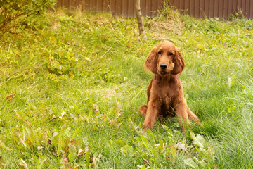 Young three month old Irish Setter puppy close-up in the grass