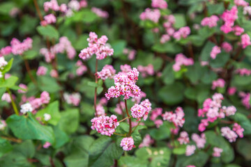 Fototapeta premium Red buckwheat flowers on the field. Buckwheat field on a summer sunny day. 