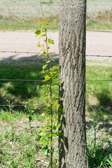 Small tree sprout growing alongside larger tree trunk