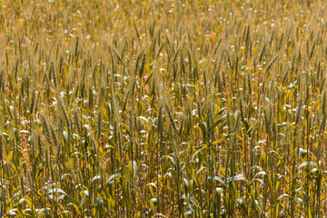 Wheat field. wheat plants seen from close up. wheat plantation to harvest