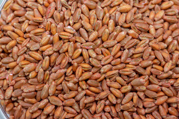 Wheat seeds, cereal seeds with red seed dressing or seed treatment