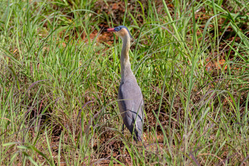 Fototapeta premium Blue heron perched on tall swamp grass in close-up and selective focus.