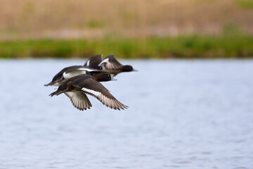 Tufted Ducks in flight above the water ( Aythya fuligula )