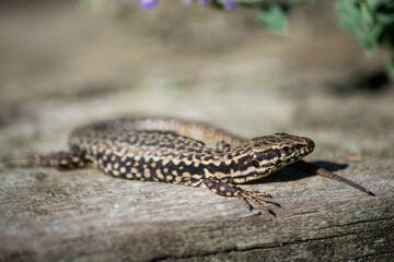 Naklejka premium Closeup of brown lizard on wooden background