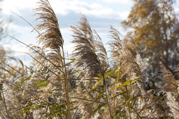 Obraz premium grass and sky