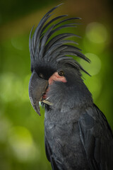 Palm black parrot 
