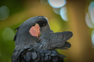 Black parrot