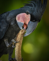 Black palm parrot