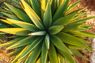 Top view of Green Agave angustifolia (Marginata) in the wild. Beautiful nature abstract background. Tropical concept. Flat lay. Growing beautiful cactus. Template for design. Sunset light